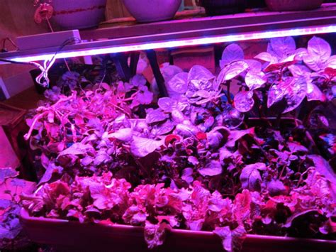 Wiki researchers have been writing reviews of the latest led grow lights since 2015. Grow Your Garden Without Sunlight With LED Grow Lights ...