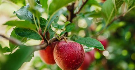 Taiwan Opens Its Doors To Italian Apples Article Fruitnet