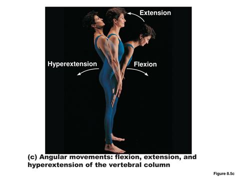 Ppt Movements At Synovial Joints Powerpoint Presentation Free