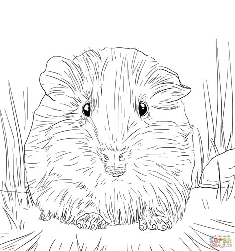 Guinea Pig Coloring Pages Free Coloring Pages Coloring Home