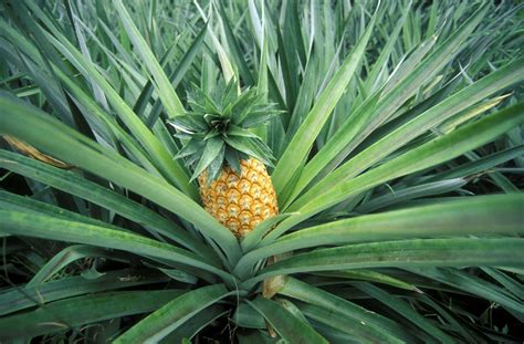 What To Do To A Pineapple Plant After Picking The Pineapple