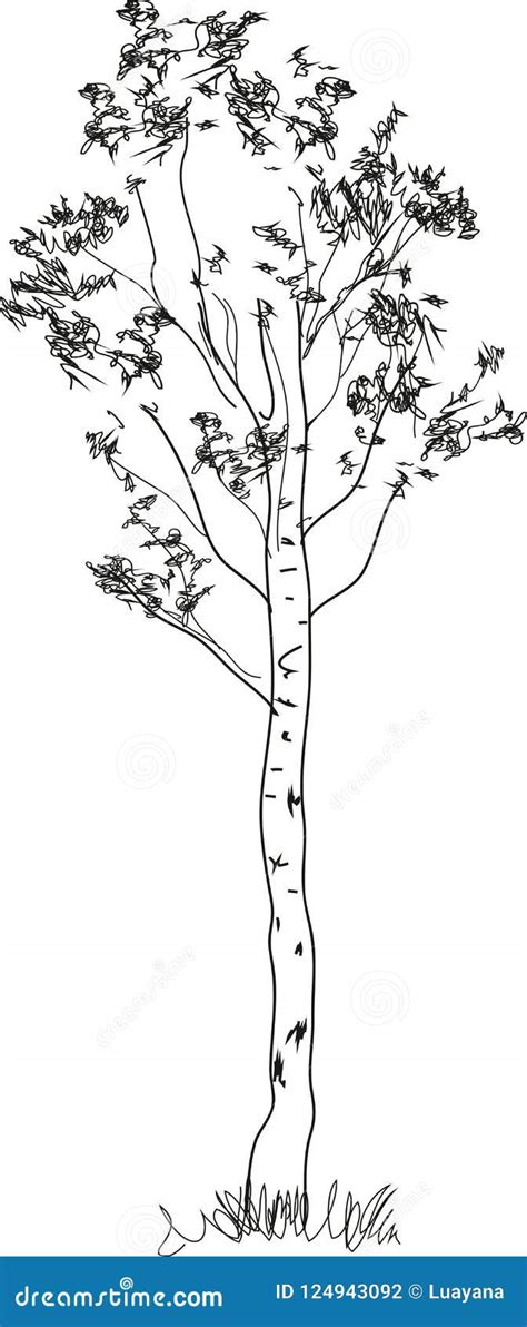 Stylized Birch Tree Coloring Page Stock Vector Illustration Of Vector