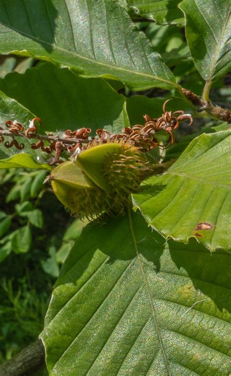 Beech Nuts Miles Hearn