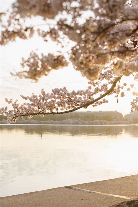 Washington Dc Cherry Blossom Portraits April Peters Engagement