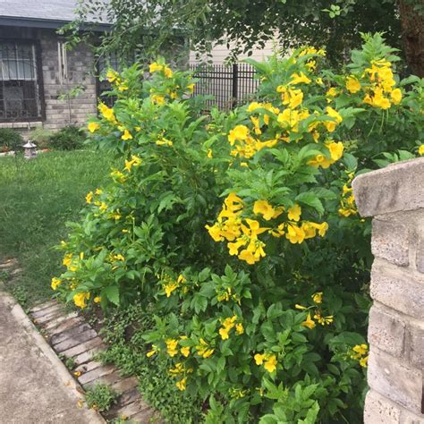 Tecoma Stans Yellow Trumpetbush Uploaded By Sissylynn