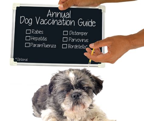 Dhpp Vaccine The 5 In 1 All Dogs Need I Love Veterinary