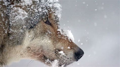 Animal Brown Wolf Face With Snow 4k 5k Hd Animals