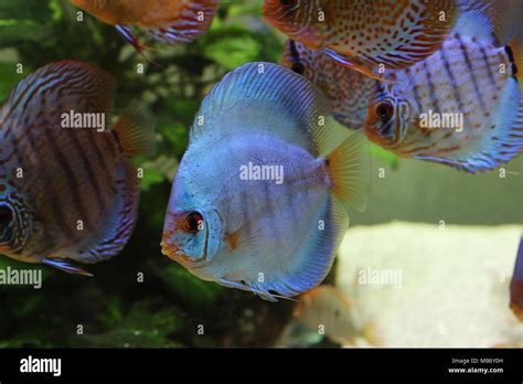 Blue Discus And Colorful Discus Fish Symphysodon Aequifasciatus In