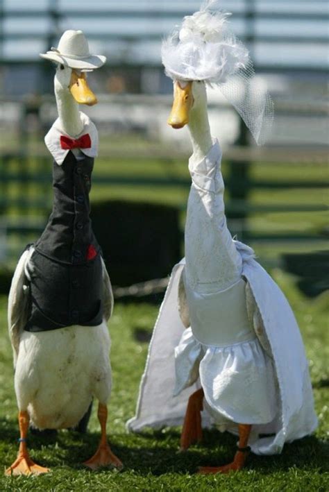 But they can be a bit wild and skittish. Ducks on a fashion show in Sydney, Australia (10 photos ...