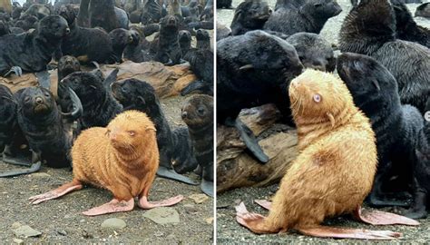 Rare Blue Eyed Ginger Fur Seal Pup May Need Rescuing If Shunned By