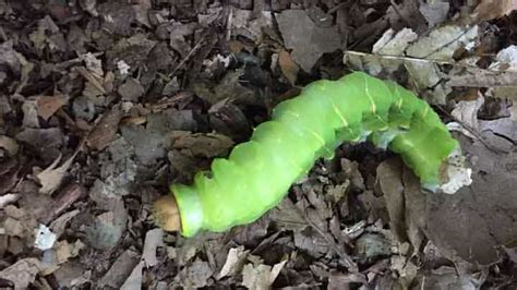 The Top 10 Most Poisonous Caterpillars In The World Termites Blog