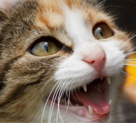 Causes And Remedies Of Excessive Cat Meowing Cats And Meows