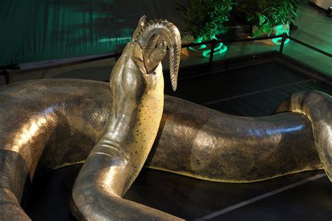 Titanoboa The Biggest Serpent In The Prehistoric World