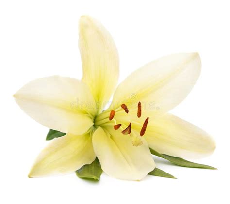 White Lily With Leaves Stock Photo Image Of Springtime 204734500