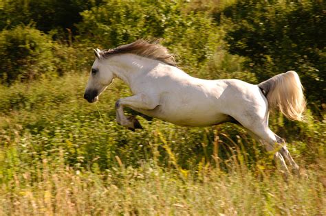 White Horse On Green Grass Field · Free Stock Photo