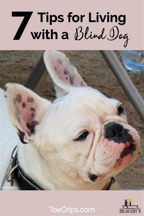7 Tips For Living With A Blind Dog Blind Dog Pet Care Dogs Dog Care