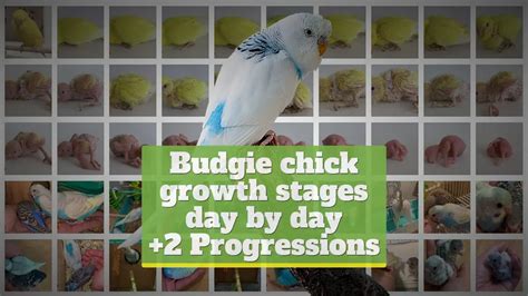 Budgie Chick Growth Stages And Charts 2 Progressions