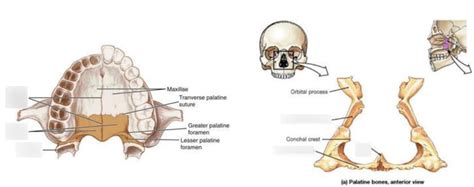 Palatine Bone Diagram Quizlet