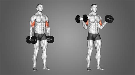 Sculpt Your Arms 10 Best Exercises For Impressive Biceps