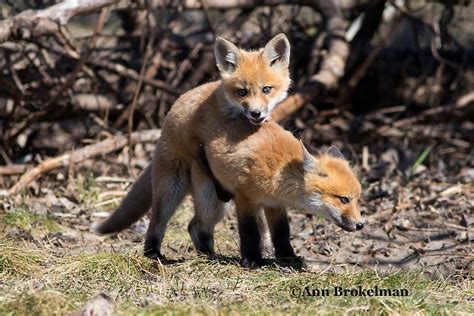 Ann Brokelman Photography Red Fox Kits Playing Fighting And Having Fun