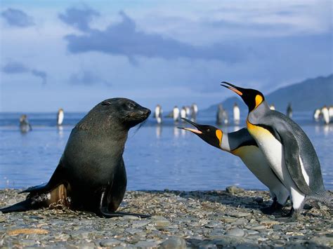 Antarctic Seals Keep Trying To Have Sex With Penguins Smart News Smithsonian Magazine