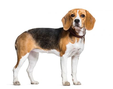 Beagledogstandingagainstwhitebackground Dicas Boas Pra Cachorro