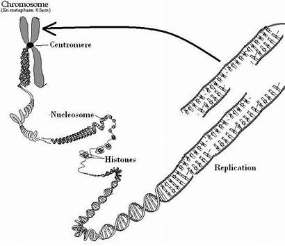 Chromosome Structure Coloring Pages Diagram Worksheet Labeling