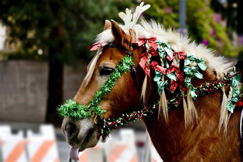 Christmas Horse Free Stock Photo Public Domain Pictures