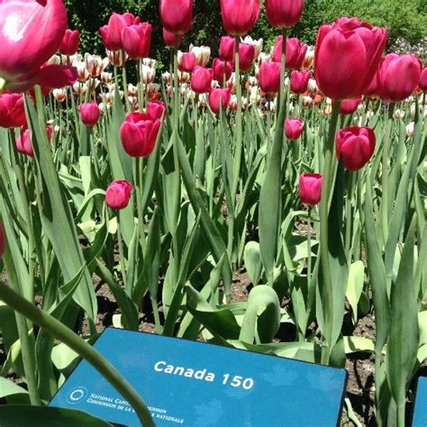 Canadian Tulip Festival Ottawa Ontario Award Winning Top Tips