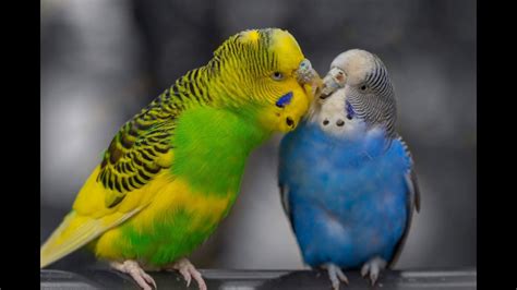 Budgie Singing Budgie Sound Relaxing Sound Youtube