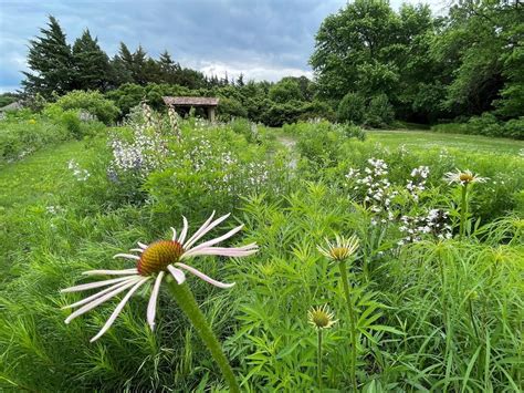 06232021 Pollinator Week Partner Spotlight Dyck Arboretum Of The Plains