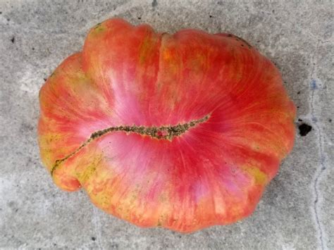 Cherokee purple heirloom tomatoes information, recipes and. Tomato 'Pink Jazz' Seeds (Certified Organic) | Garden ...