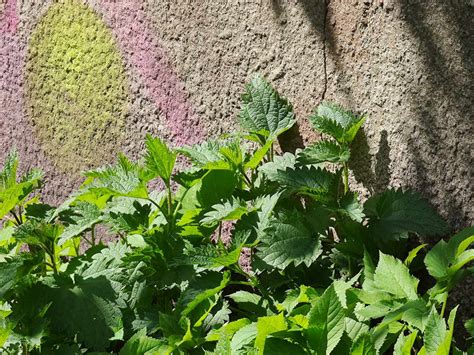 Zweitem touchscreen auf der rückseite und äußerst schneller lademöglichkeit. Xiaomi Mi 11 Ultra Foto 5 5x Zoom Caschys Blog