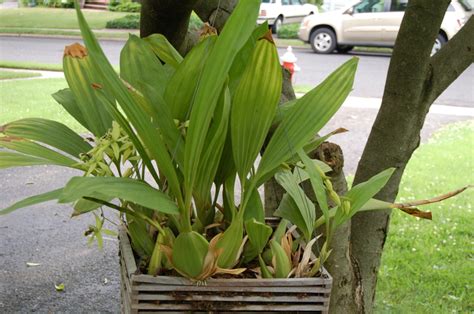 We did not find results for: Coelogyne pandurata
