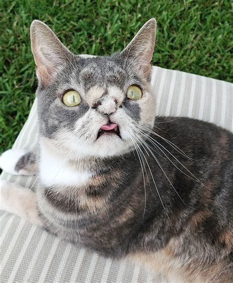 How do you know a cat with down syndrome? » WOMAN SAVES CAT WITH DOWN SYNDROME FROM BEING PUT DOWN ...