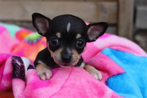 Brown And Black Teacup Chihuahua Pets Lovers
