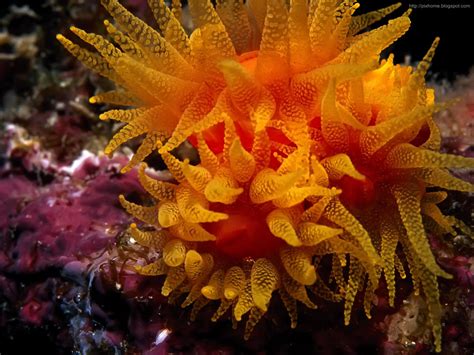 25 Amazing Colorful Underwater Sea Creatures Blog For Everyone