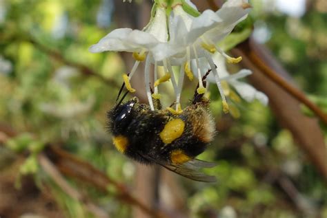 The bee population hasn't been having the best time lately. Urban Pollinators: Winter flowers for bees and other ...