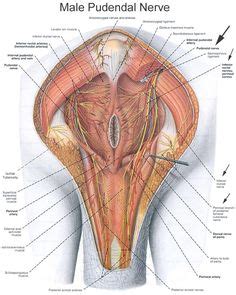 Pain in the groin area arises from conditions affecting a variety of organs, including musculoskeletal pain or pain related to the male reproductive organs. Pelvic floor