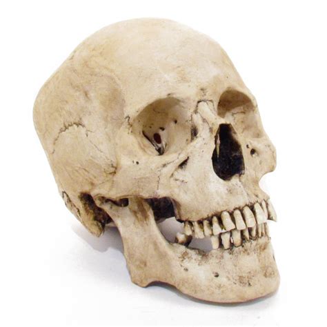 Human Adult Skull Evolution Store