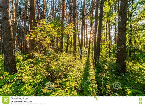 Scene Of Beautiful Sunset At Summer Pine Forest With Trees And G Stock