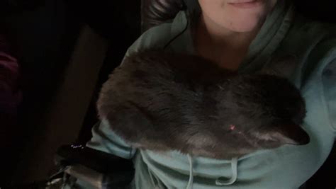 valentine on twitter my cat insists on sitting on my boobs when i play games