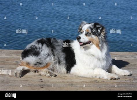 Australian Shepherd Laying On Dock Onver Lake Tahoe Nevada Stock Photo