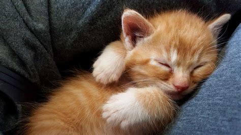 Everett Animal Shelter Adoption Fees - Top of the top ...