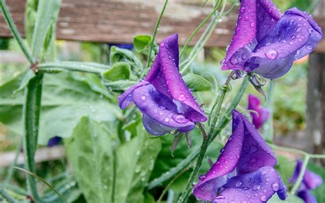 How To Grow Sweet Peas And When To Plant Them In Time For Summer