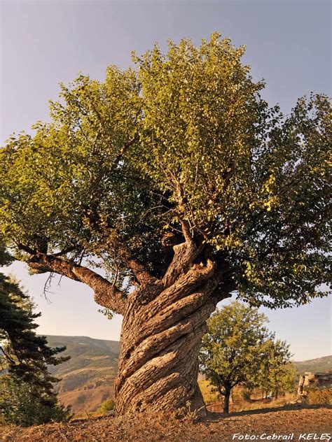 Kaastamonu Turkey 200 Y Amazing Nature Beautiful Places Trees