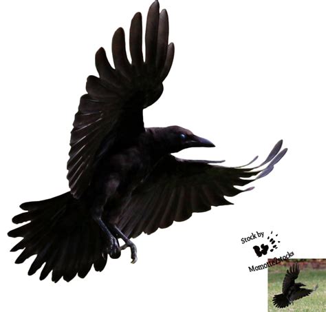 Free Flying Crow Png, Download Free Flying Crow Png png images, Free