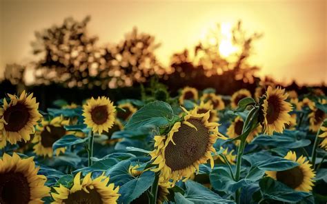 Online Crop Yellow Sunflowers Sunflowers Sunlight Nature Flowers