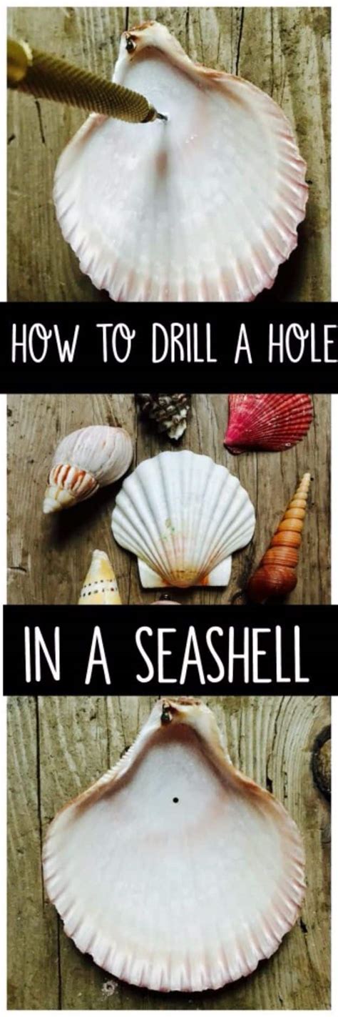 31 Diy Ideas To Make With Sea Shells