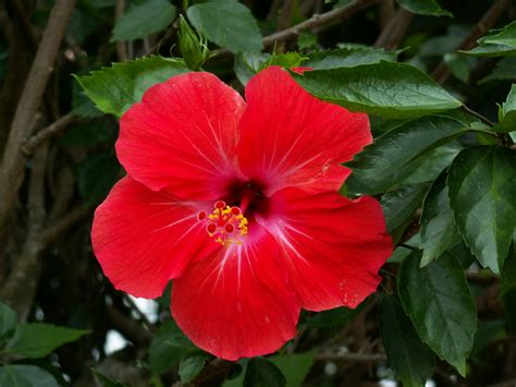 Muat turun segera gambar mewarna bunga raya yang awesome dan boleh. bunga raya | Nationalblume Malaysias roter Hibiskus, bunga ...